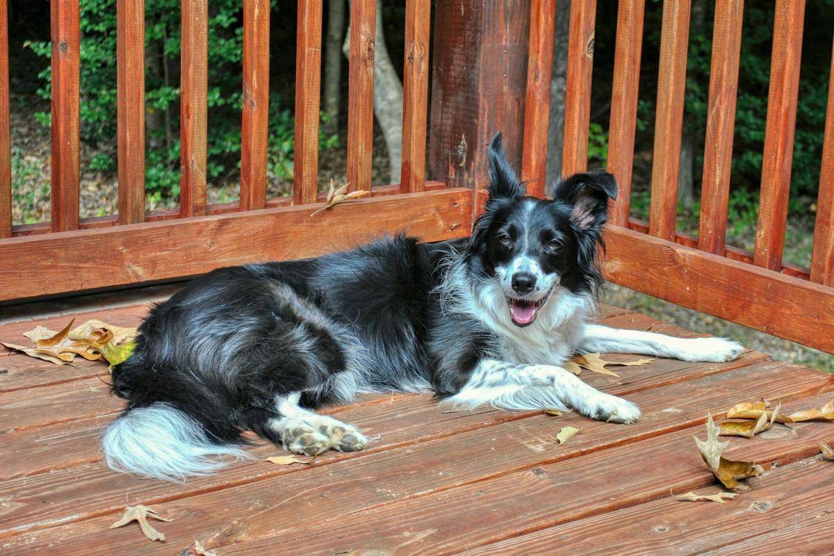 ilustrasi Border Collie