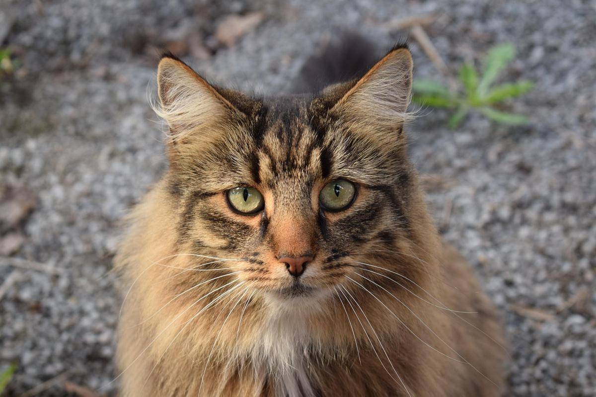 Potrer kucing (pixabay.com/JennyJohansson)  