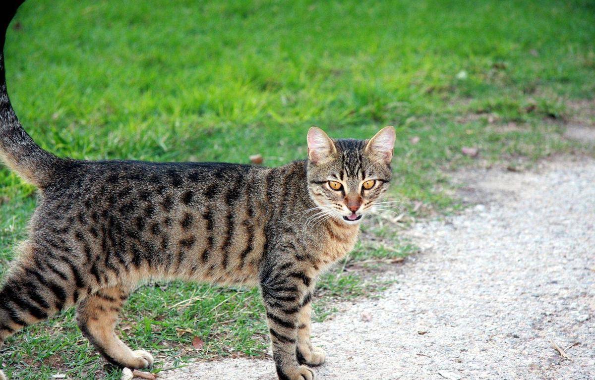 Egyptian Mau (pixabay.com/Republica)  