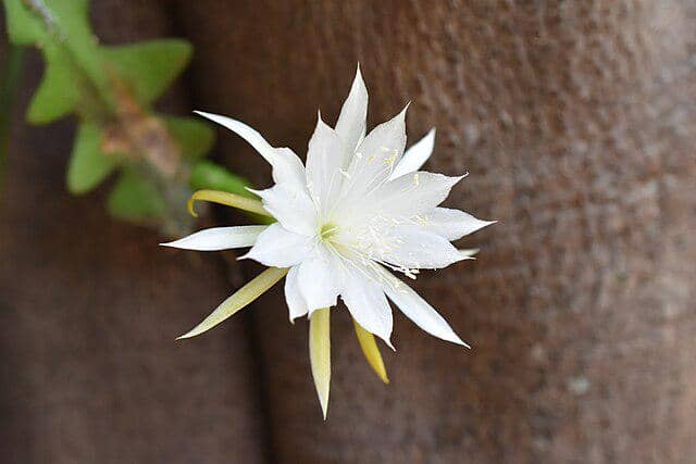 ilustrasi bunga kusuma wijaya