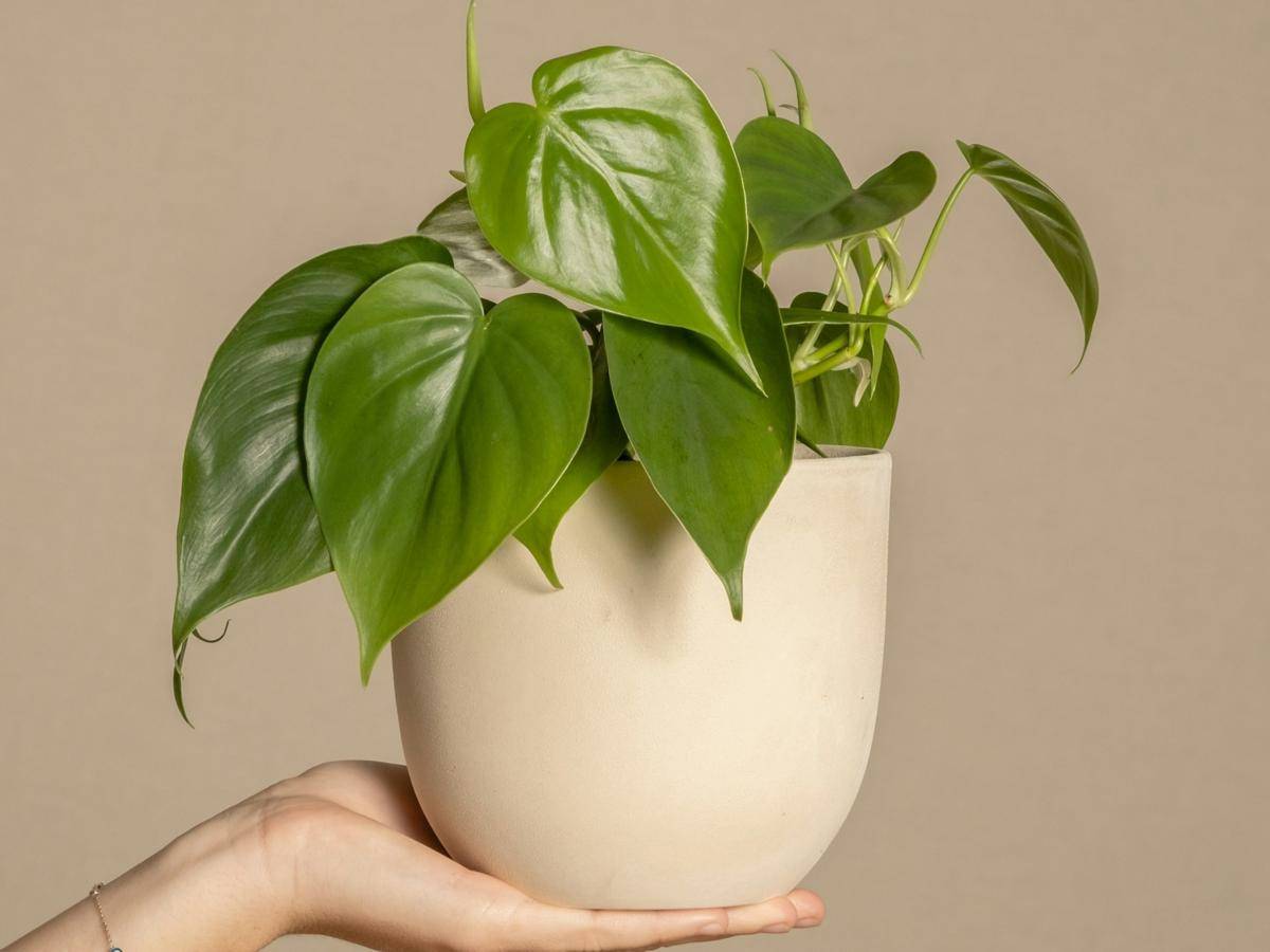 ilustrasi tanaman heartleaf philodendron