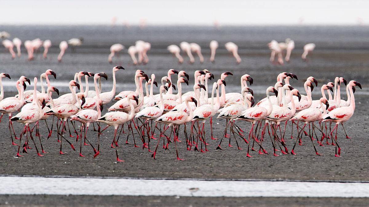 Danau Natron