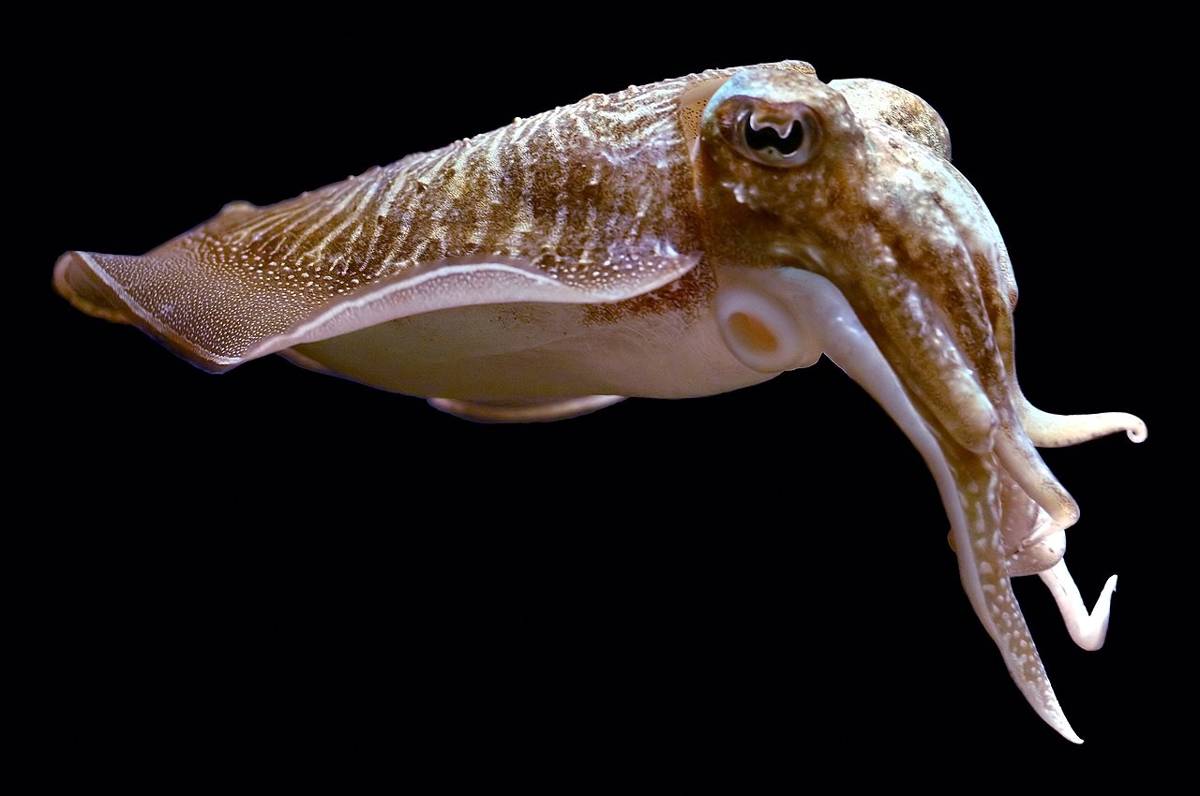 Makanan Utama Ikan Hiu