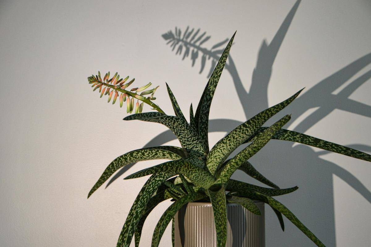 ilustrasi sukulen gasteria (unsplash.com/henry perks)