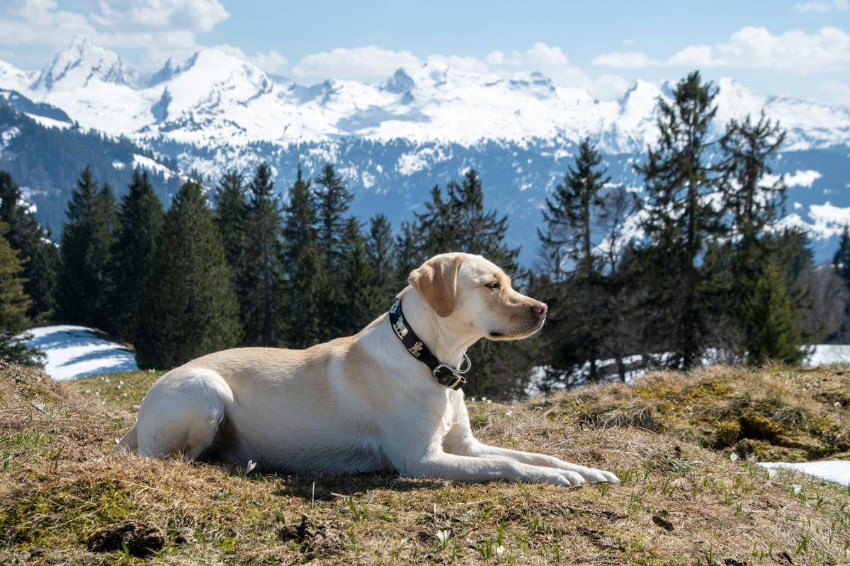 ilustrasi Labrador Retriever