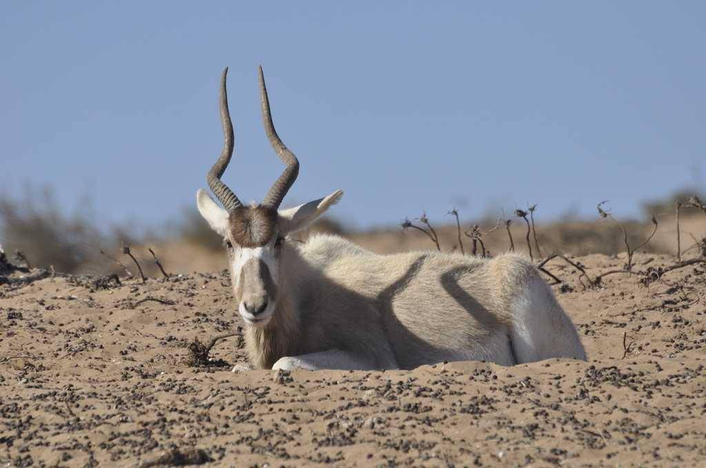 Satwa Langka Mauritania