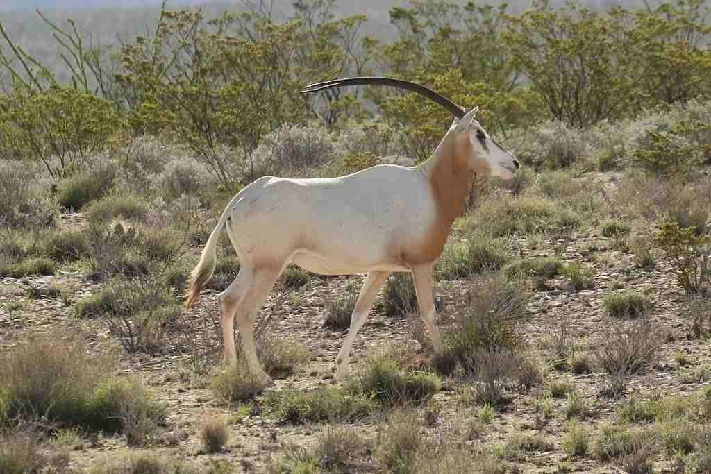 Satwa Langka Mauritania