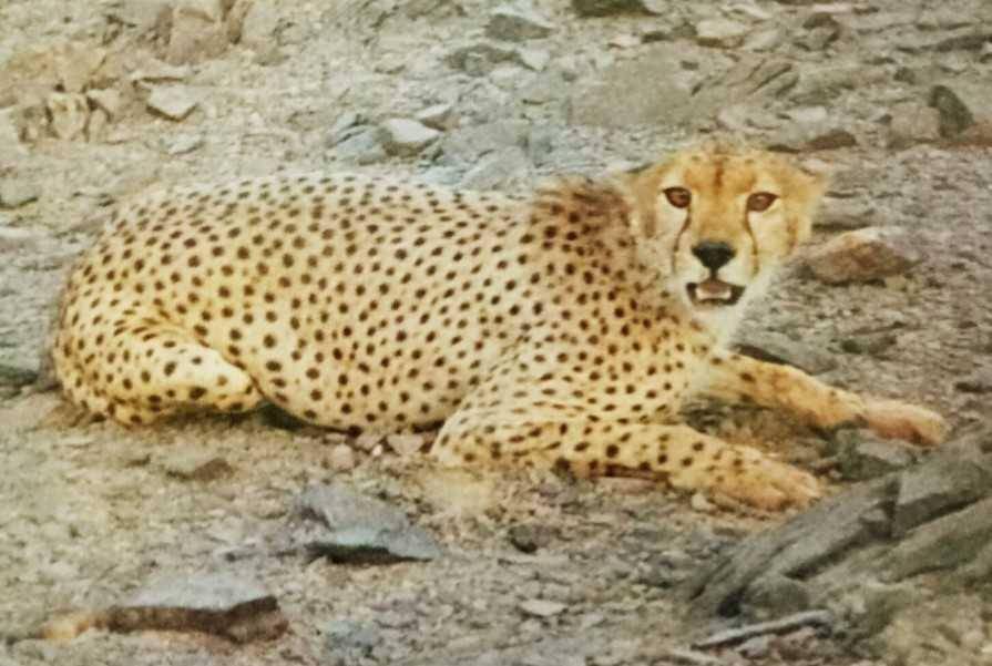 Satwa Langka Mauritania
