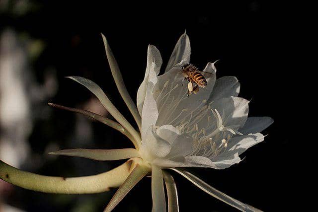 ilustrasi bunga kusuma wijaya