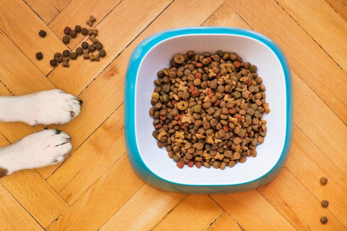 ilustrasi pet food (unsplash.com/@mattycoulton)