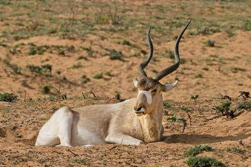 Satwa Langka Mauritania