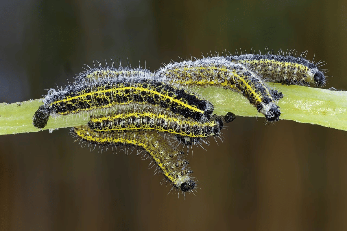 ulat bulu (commons.wikimedia.org/Reinhold Möller)