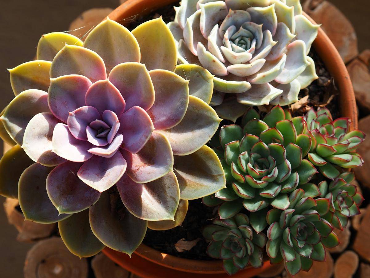 ilustrasi sukulen echeveria (unsplash.com/Nick Palmer)