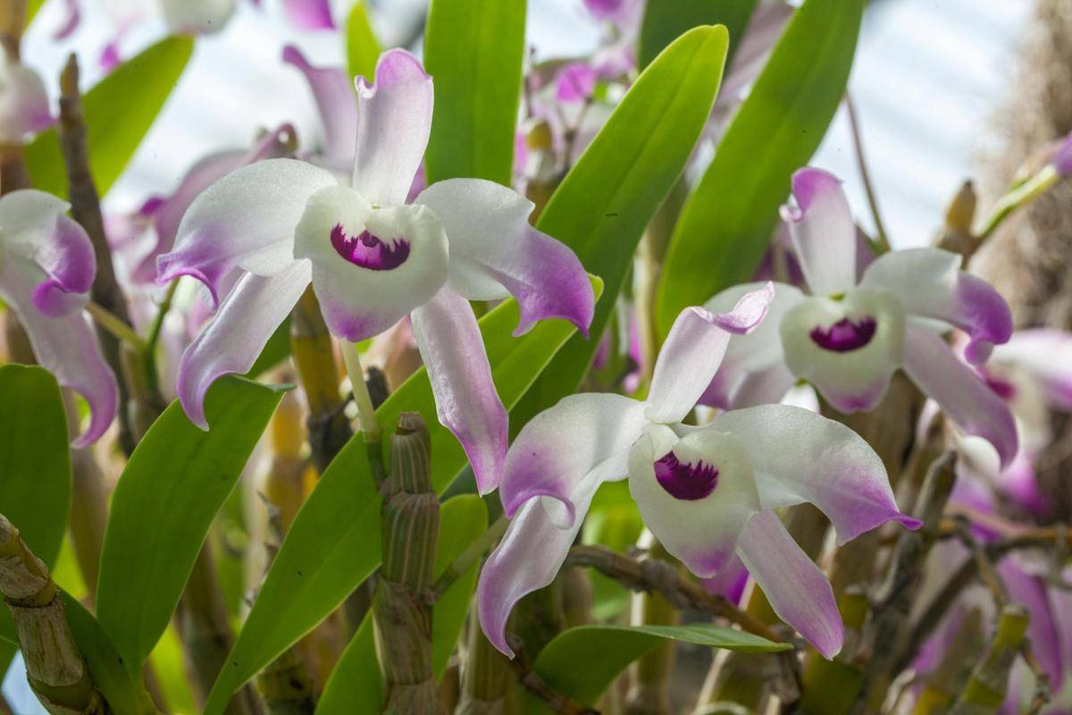 ilustrasi anggrek jenis Dendrobium anosmum