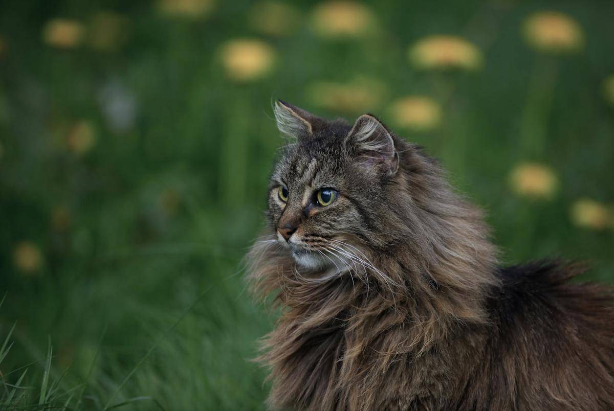 Norwegian Forest Cat (pexels.com/DANNIEL CORBIT)  