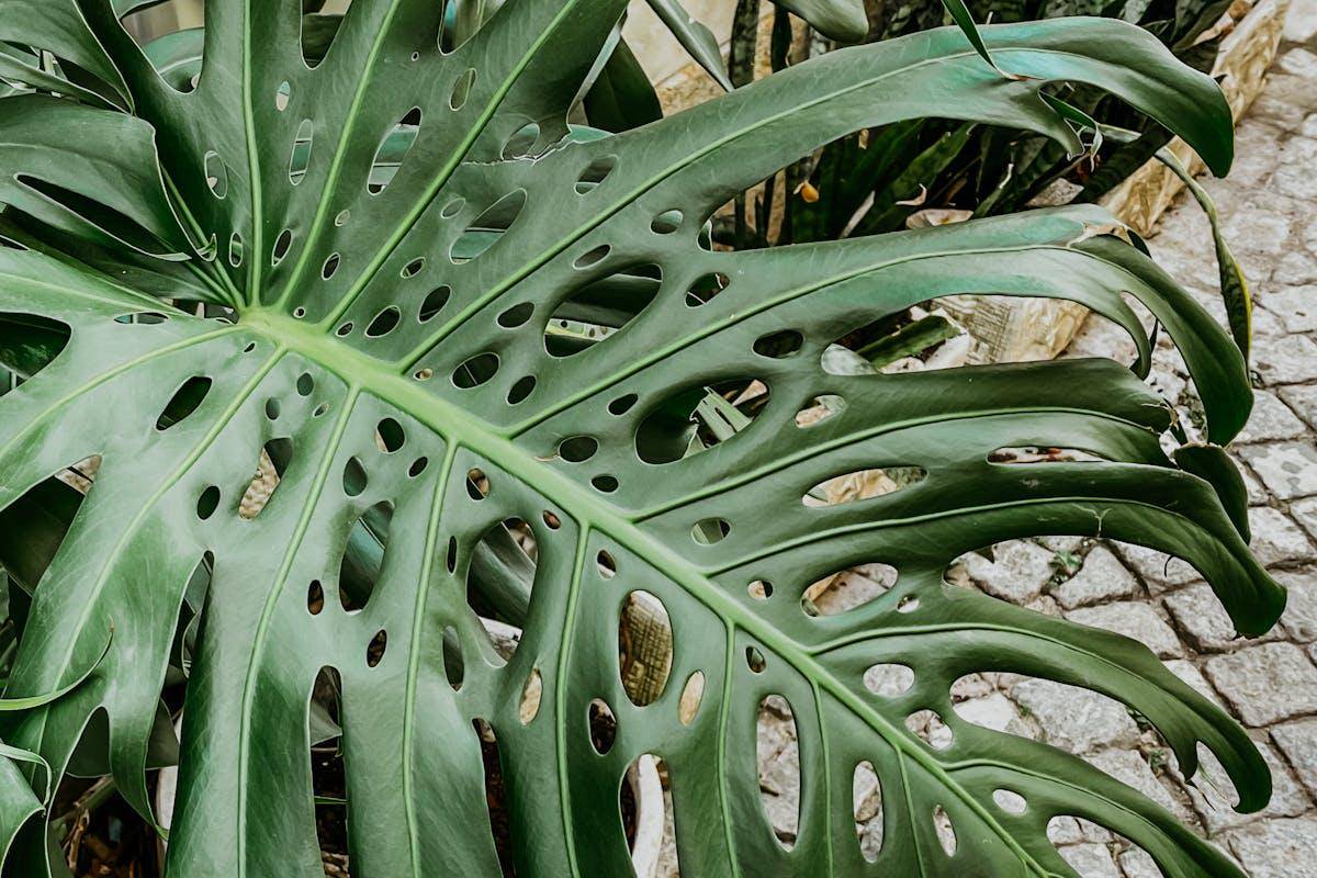 ilustrasi philodendron (pexels.com/Tiia Pakk)