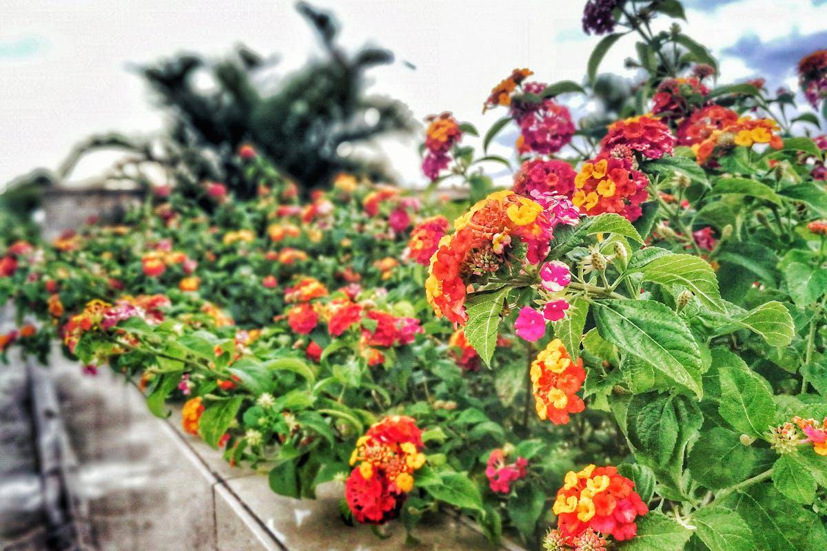 ilustrasi lantana (pexels.com/Ruel Madelo)
