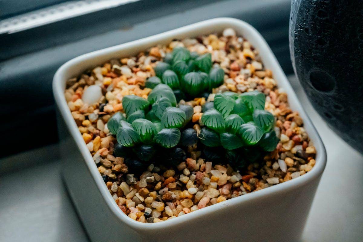 ilustrasi haworthia (pexels.com/Rui Wang)