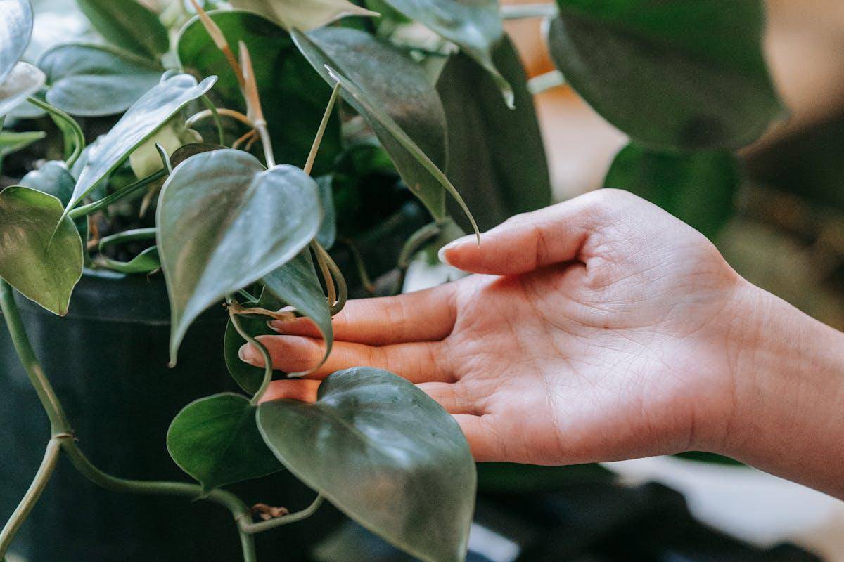ilustrasi heartleaf philodendron (pexels.com/Sasha Kim)