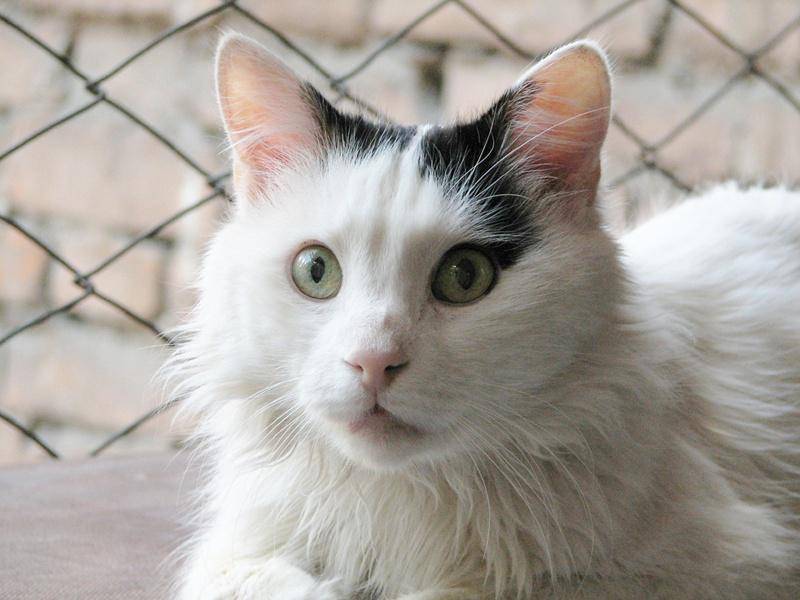 Turkish Van (commons.wikimedia.org/Cumstation)  