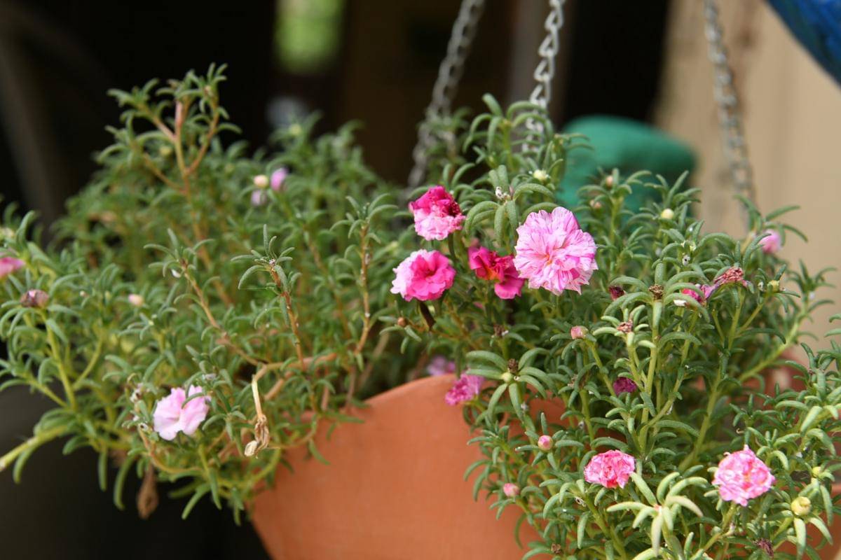 ilustrasi tanaman portulaca