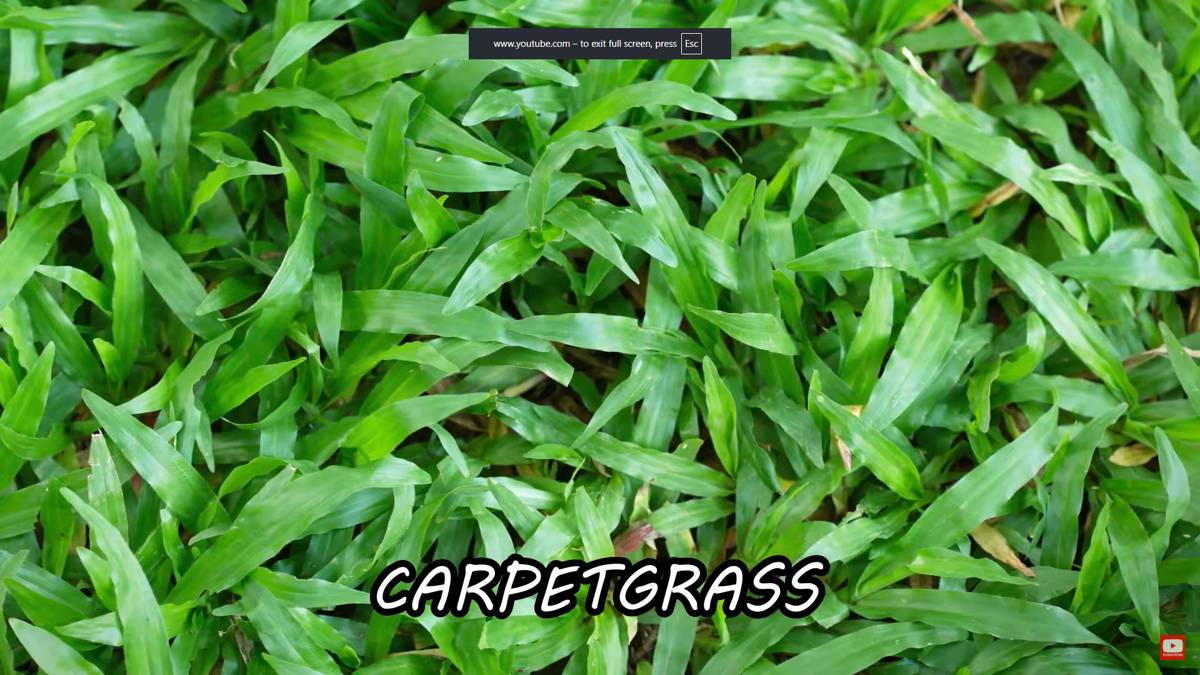 ilustrasi rumput gajah mini (youtube.com/Solutions Pest & Lawn)