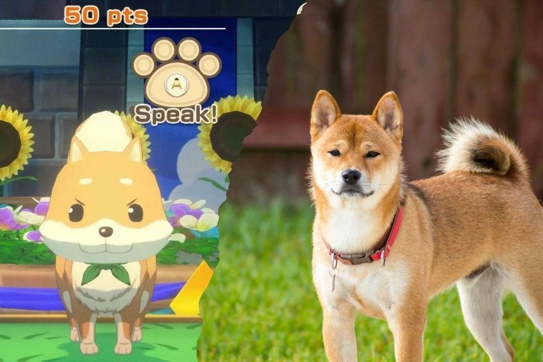 penampilan asli Shiba Inu dan representasinya di Story of Seasons: Grand Bazaar