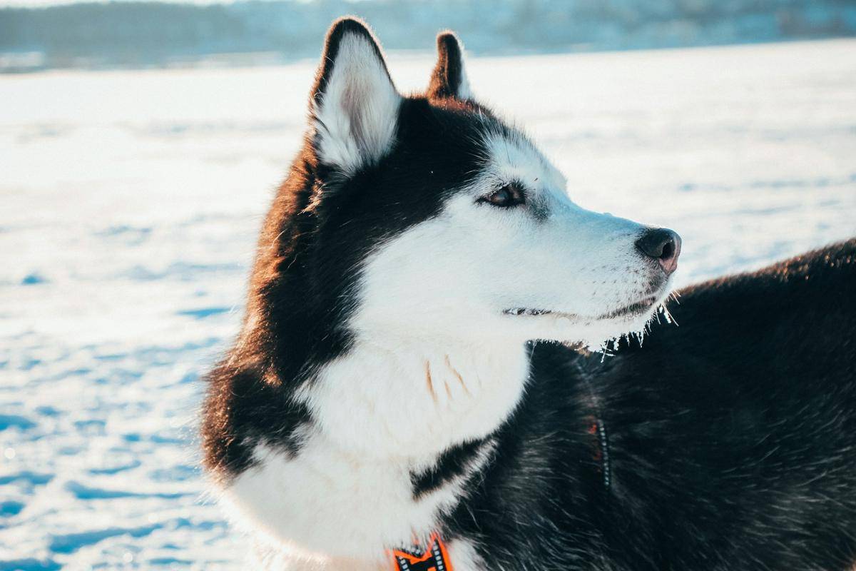 ilustrasi Siberian Husky