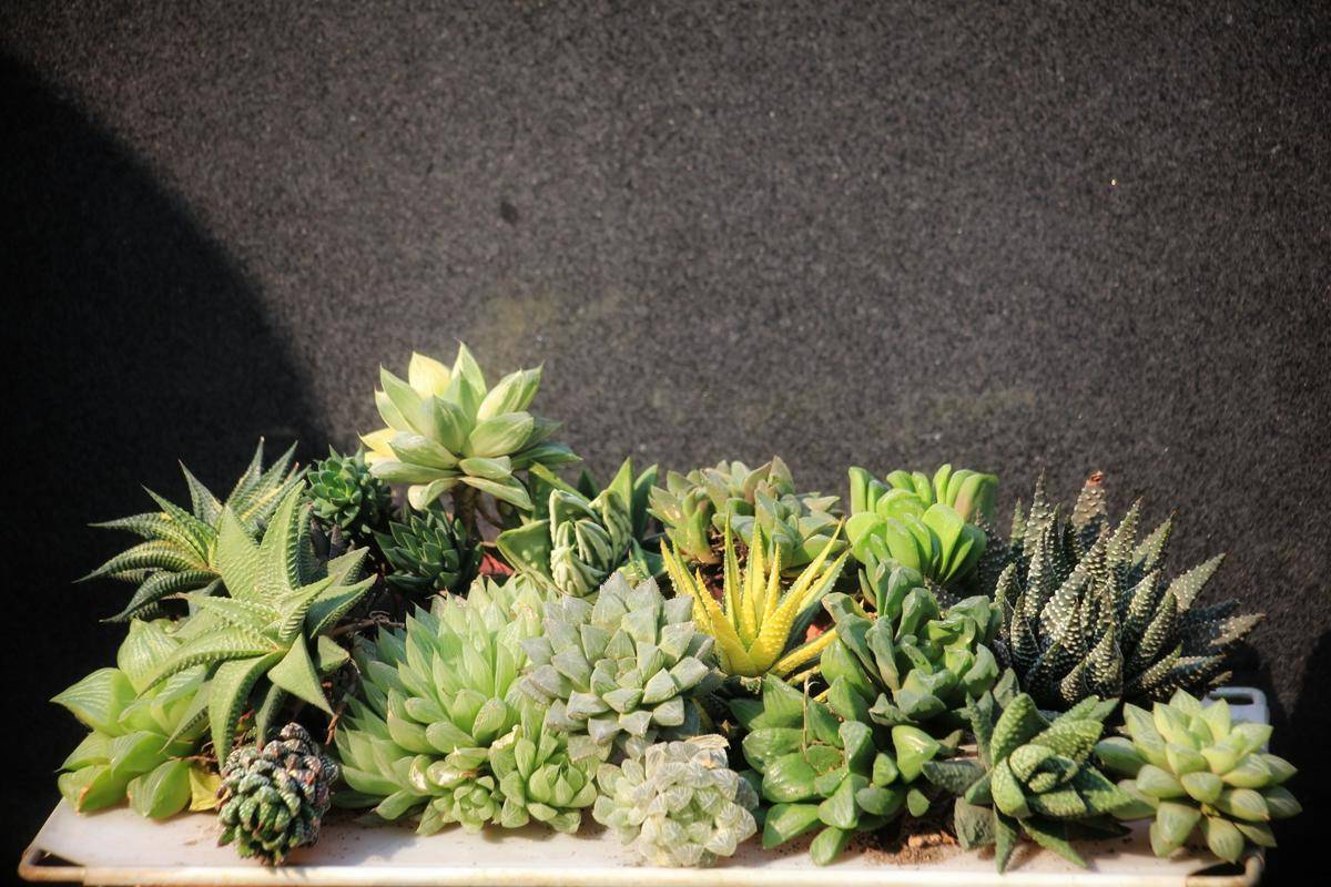 ilustrasi aneka jenis haworthia (unsplash.com/Ubaidullah Bin Yasir)