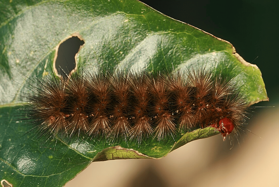 ulat bulu (commons.wikimedia.org/Toby Hudson)