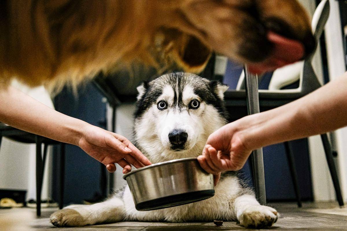 ilustrasi pet food (unsplash.com/@xingchenyan)