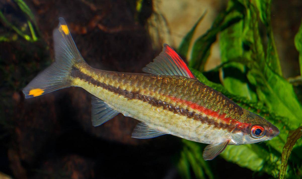 Ikan Denison Barb