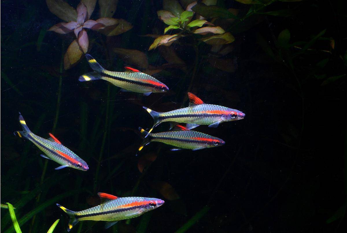 Ikan Denison Barb