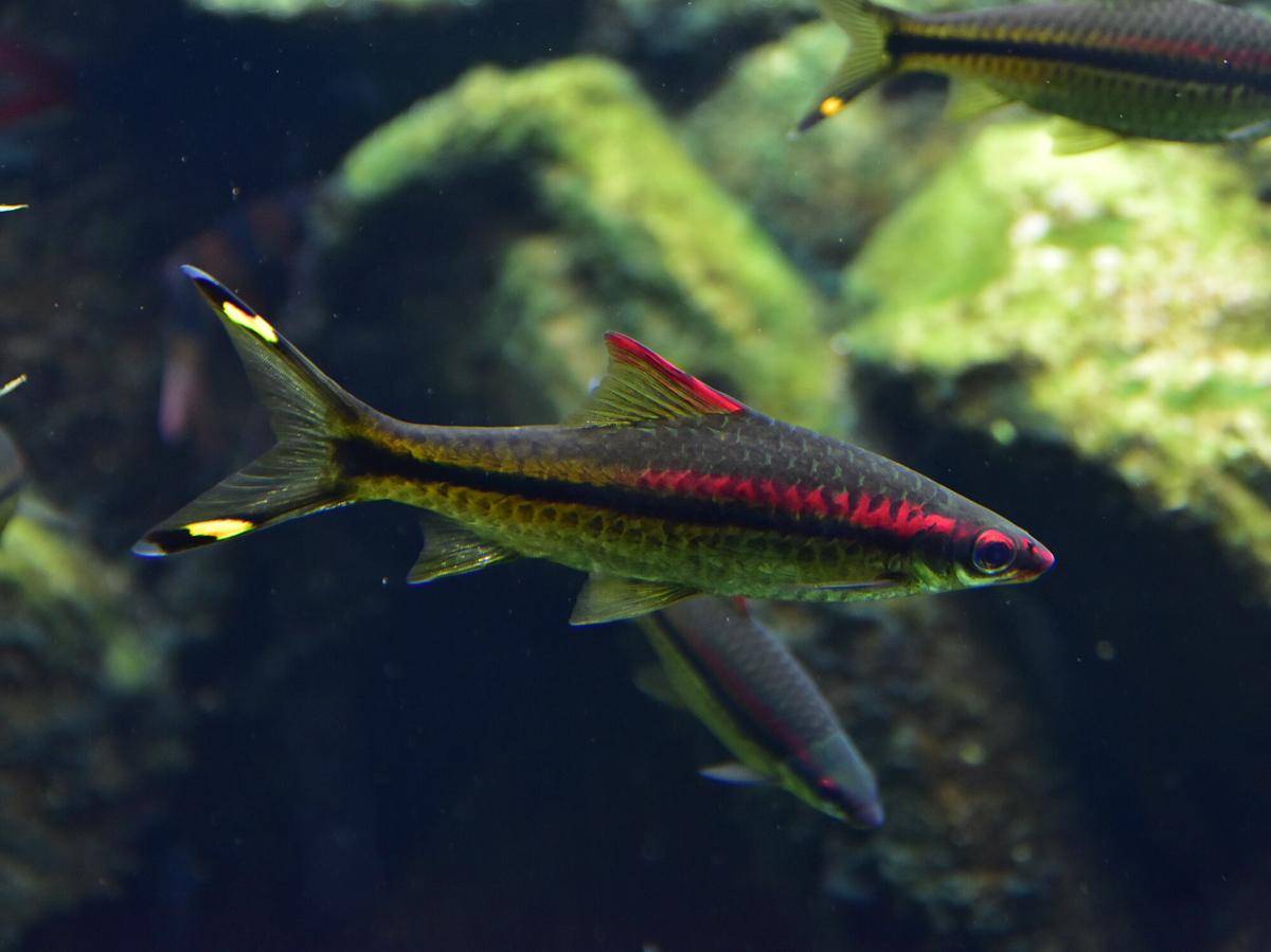 Ikan Denison Barb