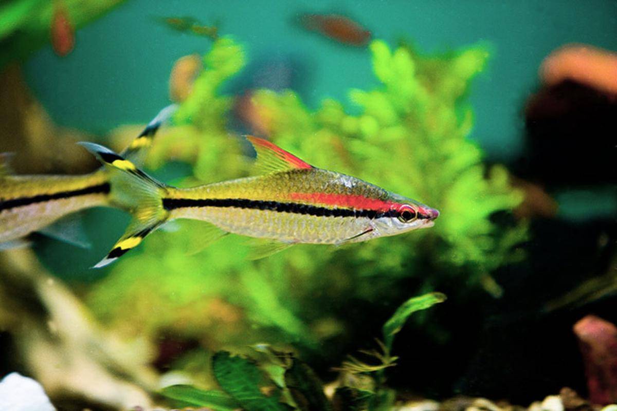 Ikan Denison Barb