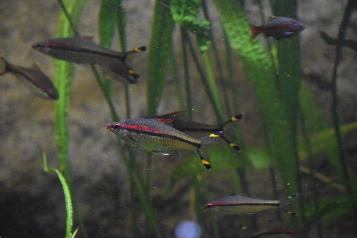 Ikan Denison Barb