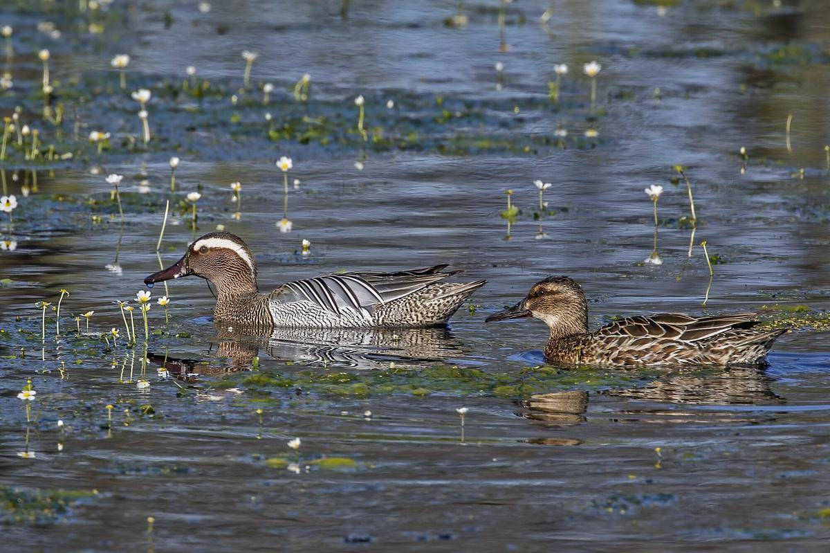Garganey