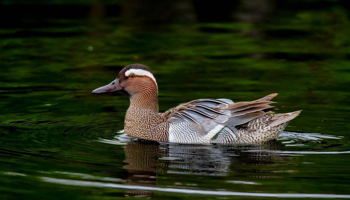 Garganey