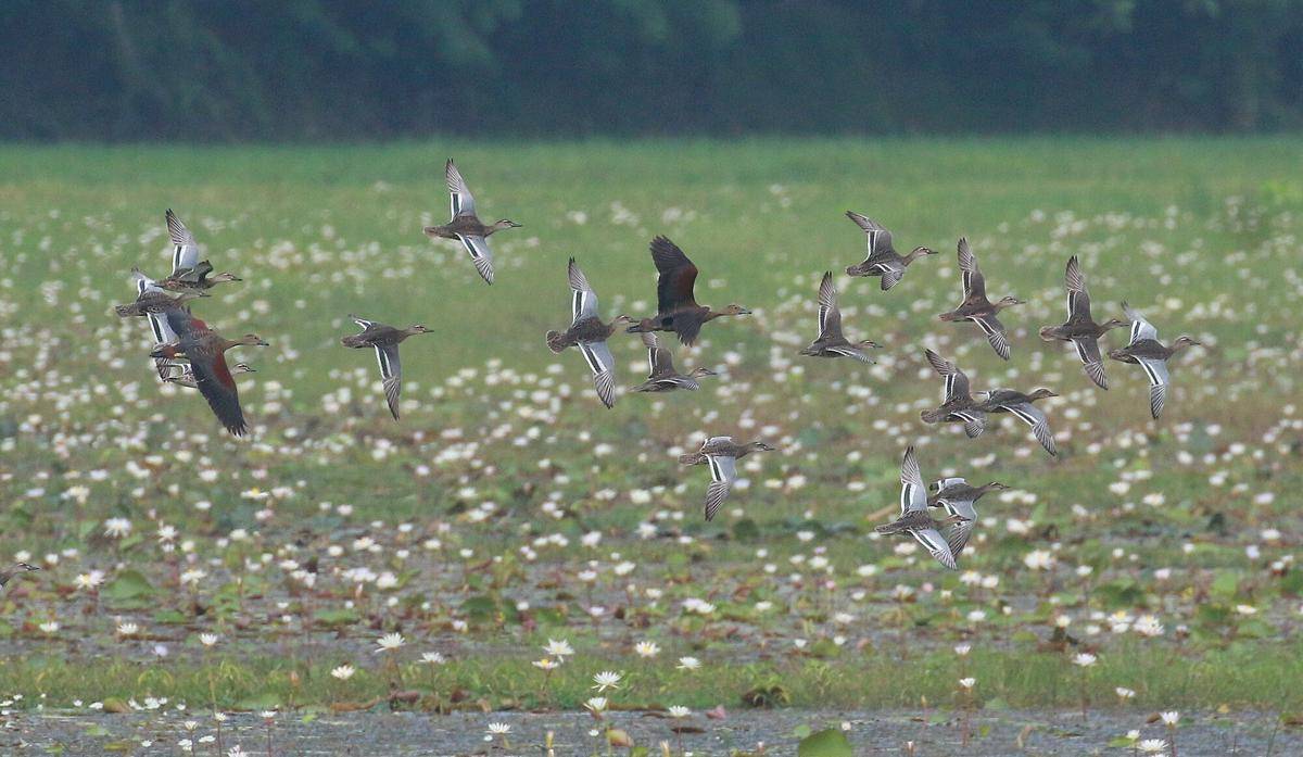 Garganey