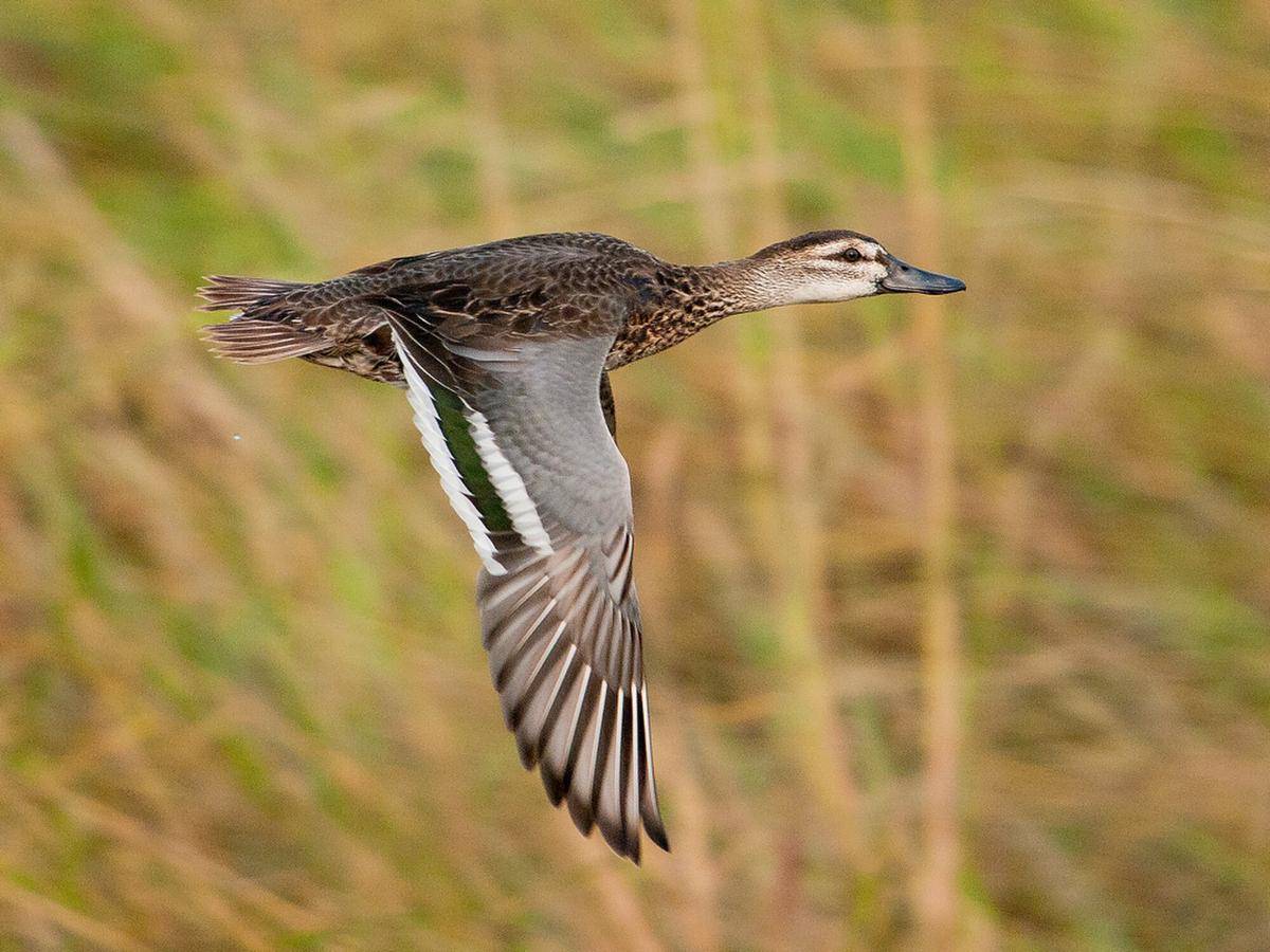 Garganey