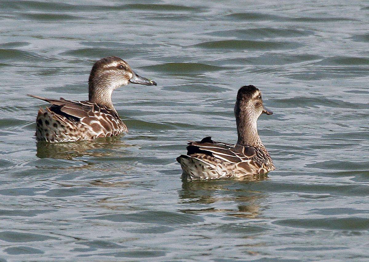 Garganey