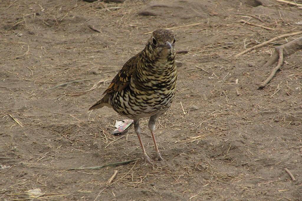 Burung Anis Sisik