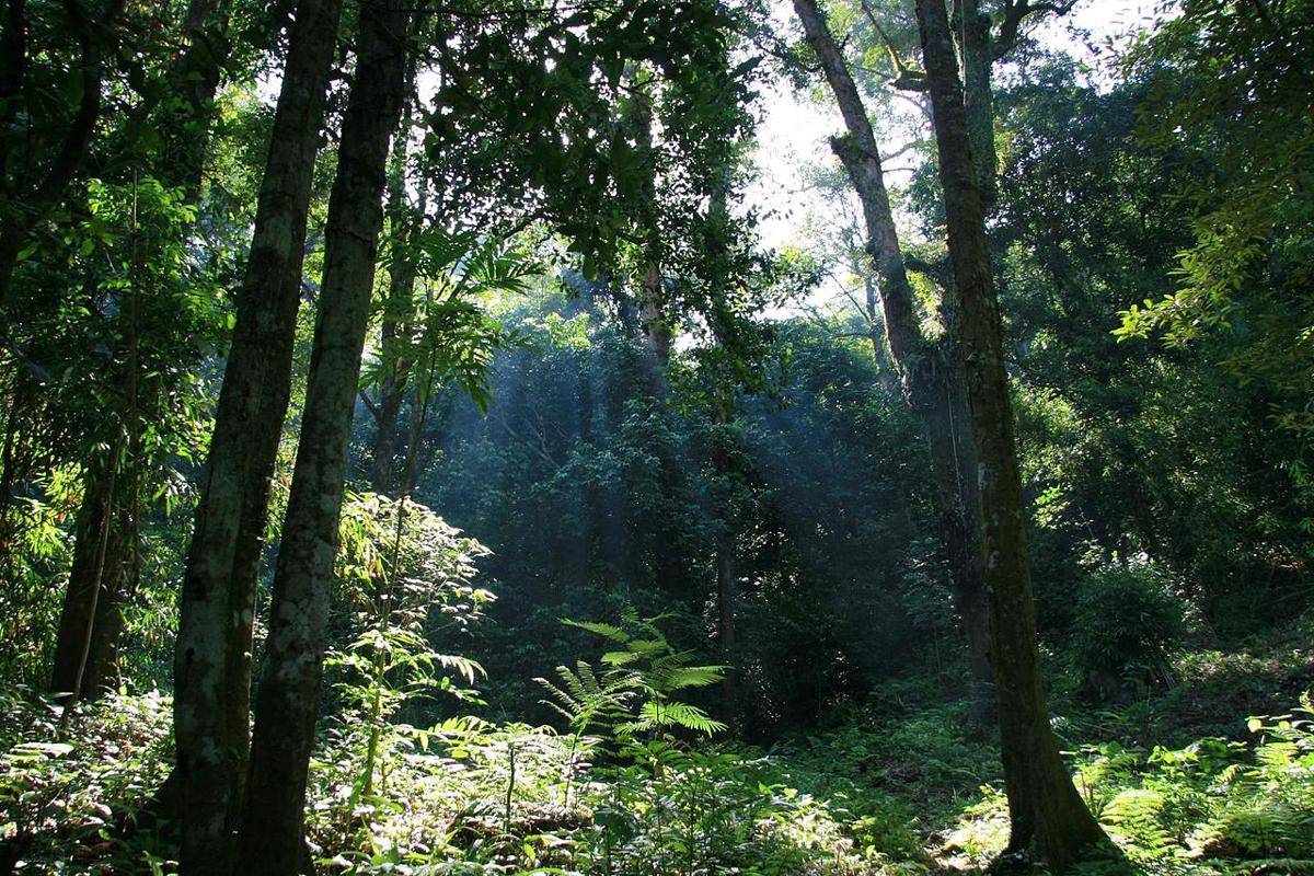 Taman Nasional Gunung Palung 