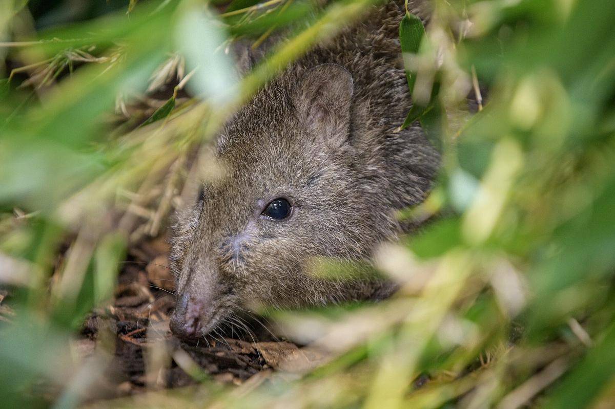 Long-nosed Potoroo