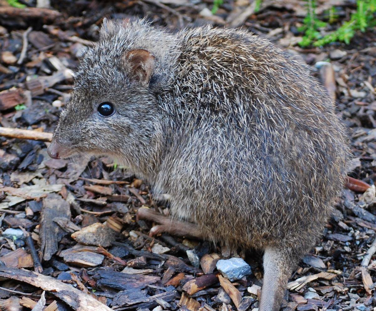 Long-nosed Potoroo