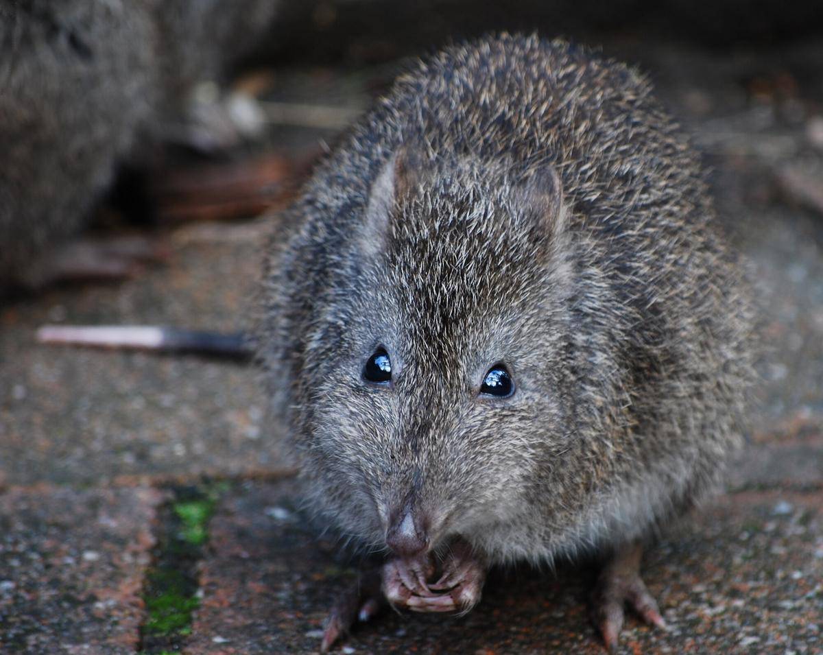 Long-nosed Potoroo
