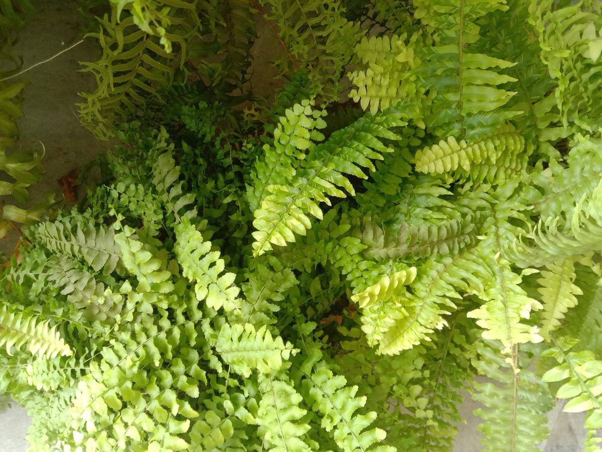 ilustrasi tanaman boston fern