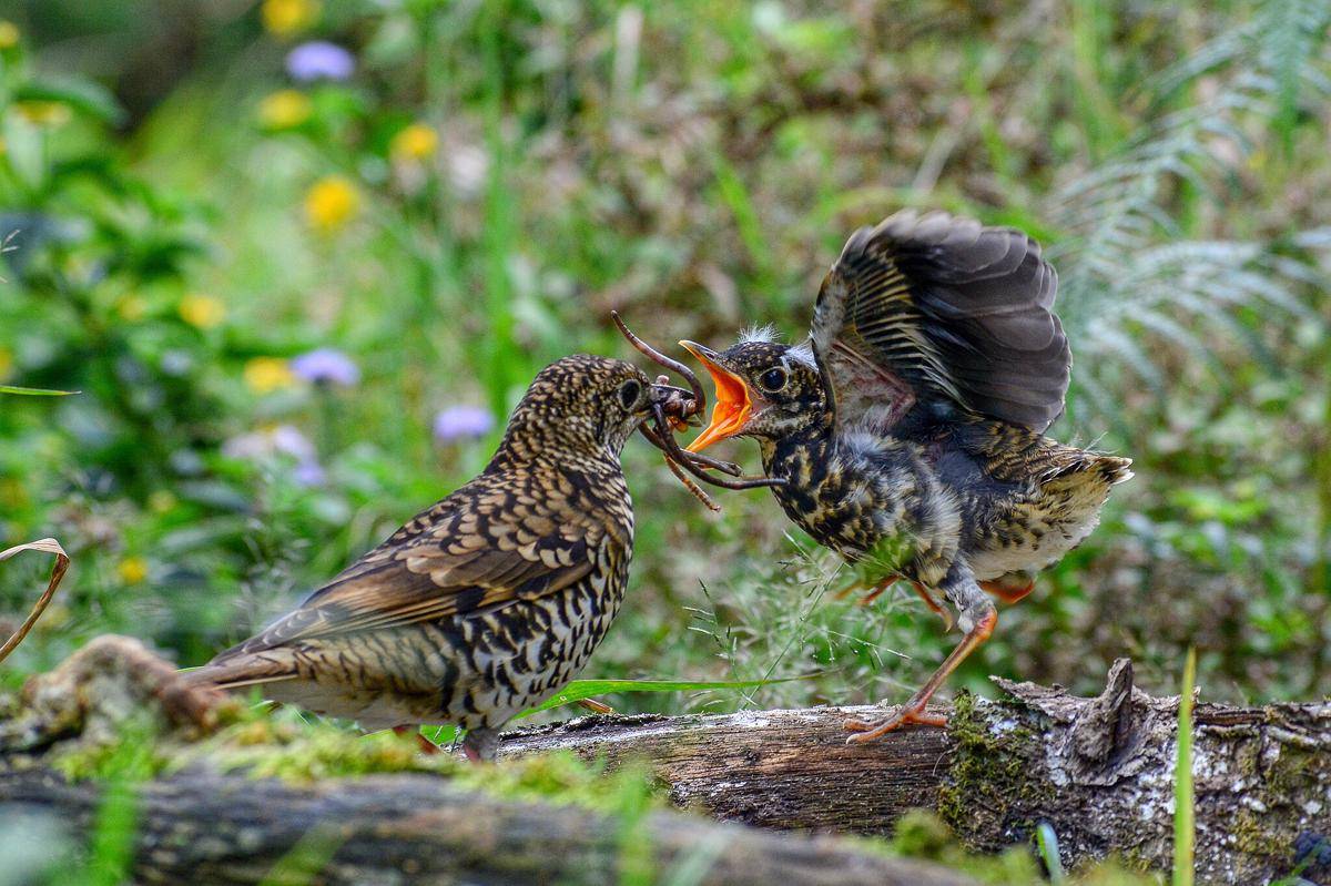 Burung Anis Sisik