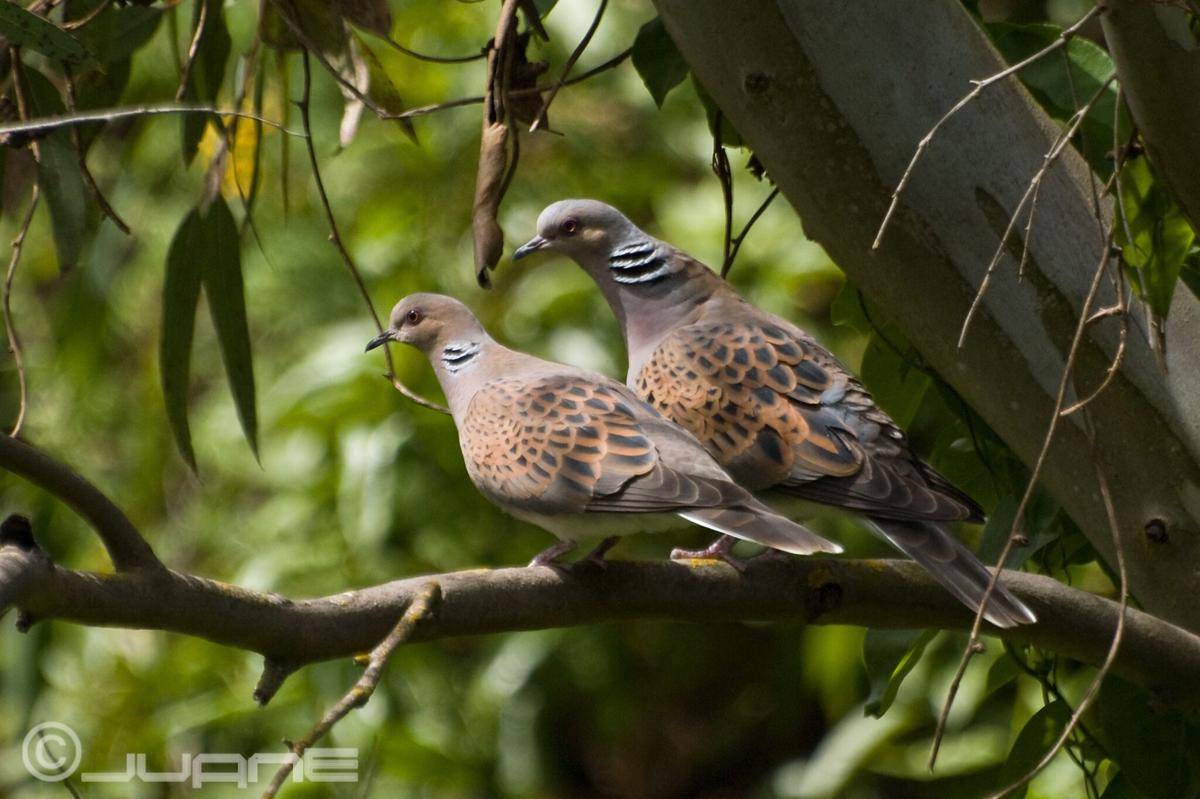 Burung Tekukur Penyu