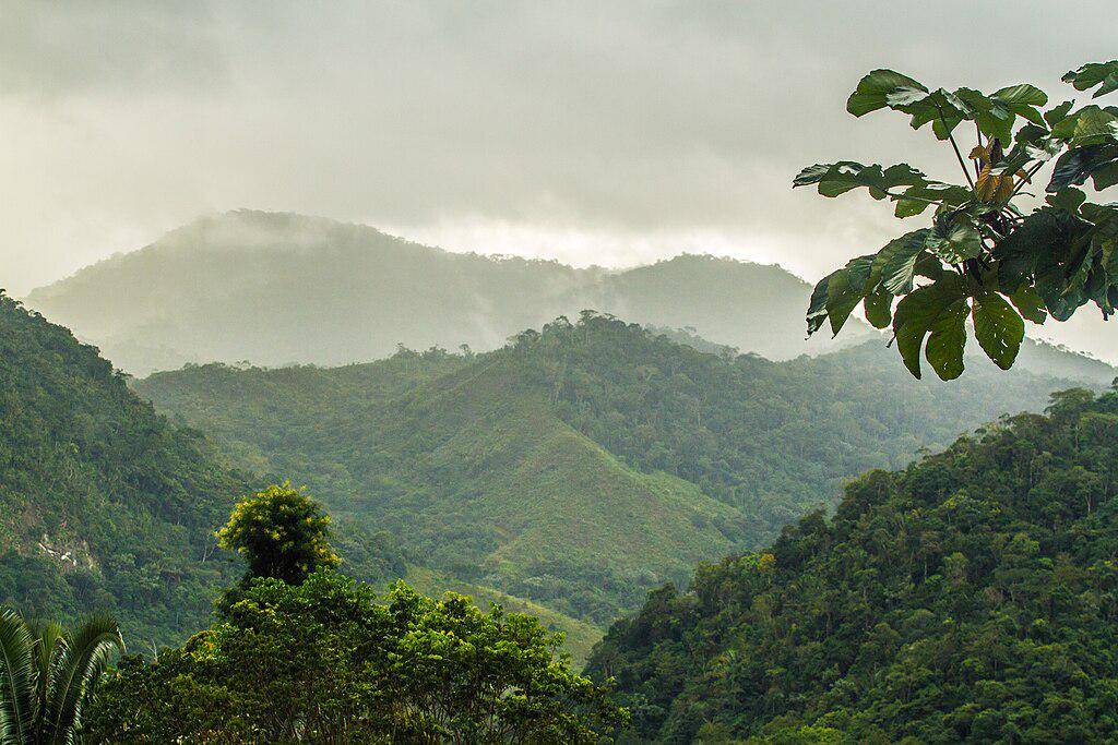 Hutan Atlantik